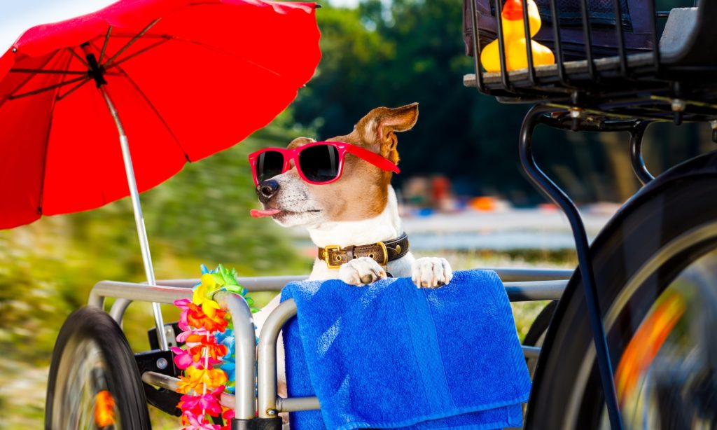 dog in a cargo bike trailer