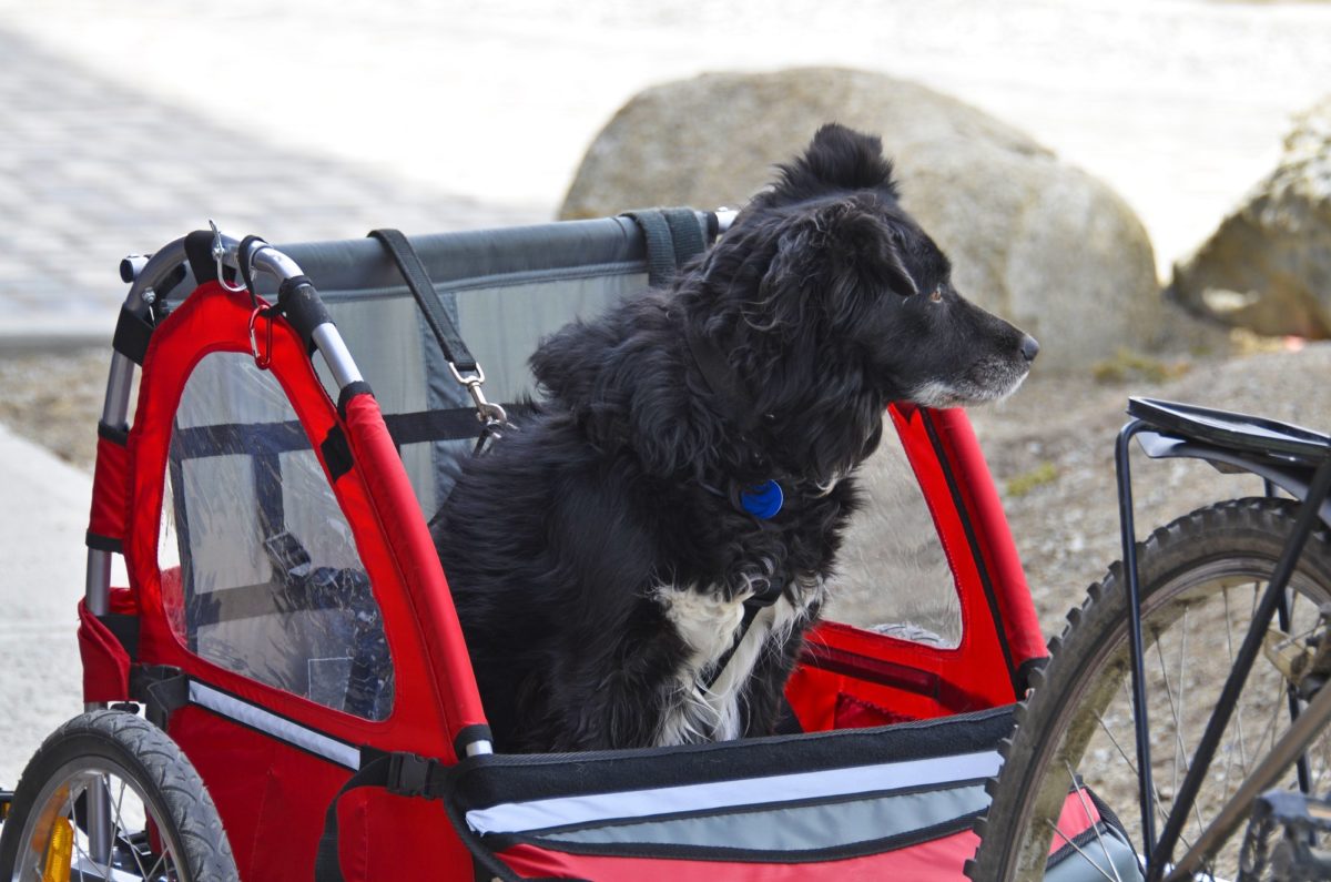 dog looking out of red dog bike trailer