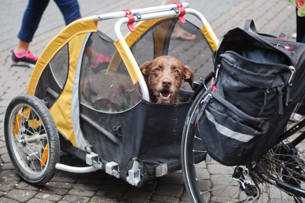 bike buggy for dogs