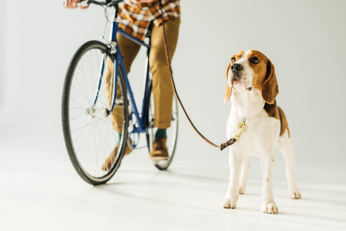 how to bike with your dog